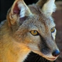 Rare Animal Encounter Bristol - Fox Up Close